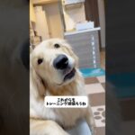 グループレッスンに行ってきたよ！ #dog #ゴールデンレトリーバーgolden #愛犬 #ゴールデンレトリバー #goldenretriever #子犬 #訓練 #しつけ