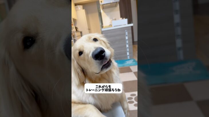 グループレッスンに行ってきたよ！ #dog #ゴールデンレトリーバーgolden #愛犬 #ゴールデンレトリバー #goldenretriever #子犬 #訓練 #しつけ