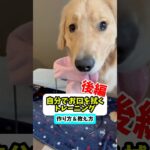 【後編】自分でお口を拭くトレーニング#dog #ゴールデンレトリバー #大型犬 #愛犬 #子犬 #goldenretriever #可愛い #しつけ #訓練