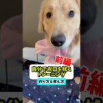 【前編】自分でお口を拭くトレーニング#dog #ゴールデンレトリバー #大型犬 #愛犬 #子犬 #goldenretriever #可愛い #しつけ #訓練