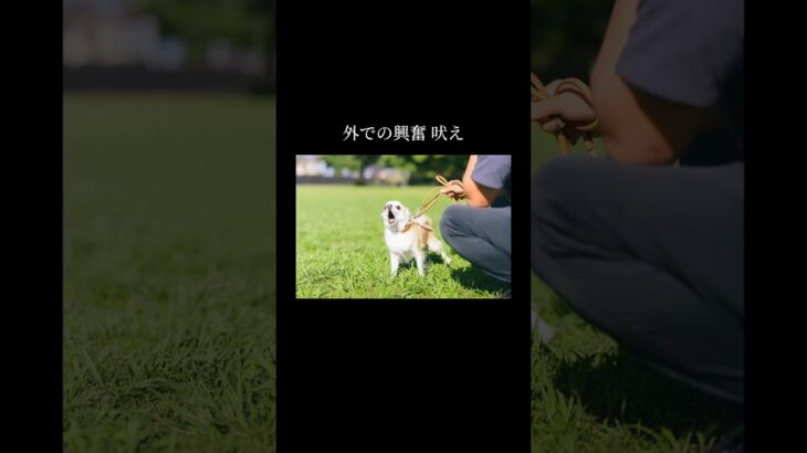 いずれ習慣に変わります #doglibre#ドッグトレーニング #犬のしつけ #チワワ