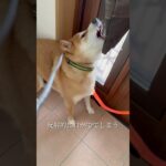 柴犬大歓迎 #doglibre #ドッグトレーニング #犬のしつけ #噛み癖