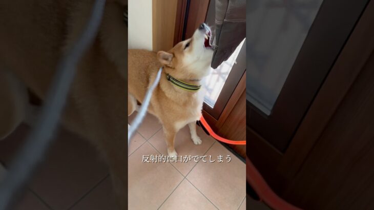 柴犬大歓迎 #doglibre #ドッグトレーニング #犬のしつけ #噛み癖