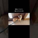 口輪を付けるにはコツがあります #doglibre #ドッグトレーニング #犬のしつけ #柴犬