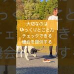 【拾い食い】拾い食いが悪化する人の行動 #ドッグトレーニング #お散歩 #犬のトレーニング #ドッグトレーナー #犬のしつけ #拾い食い #犬のお散歩 #これ気をつけて #dogtraining