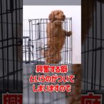 ケージとクレート…どっちが結局いいの？ #dogtraining #dogshorts #愛犬 #犬のいる生活