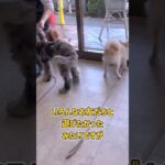 遊び好きなちっちゃい体格のわんこさん様子　#dogtraining #dogshorts #ドッグトレーニング