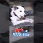 散歩中…他犬に吠えるのはどう対処すればいい？ #dogtraining #dogshorts #犬のいる生活