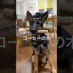 コーヒーの木　ジャーマン・シェパード❗️#シェパード #germanshepherd #仔犬 #犬のしつけ