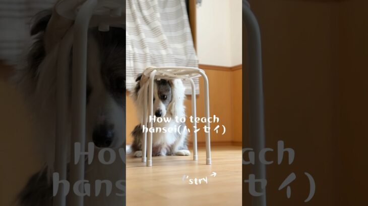 【中級トリック】hansei(ハンセイ) クリッカーを使用した教え方　#犬#ボーダーコリー #しつけ#クリッカー#犬芸#dog#bordercollie#tricks