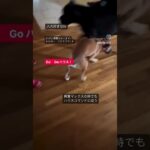 興奮maxからのハウス　犬のしつけ　ドッグトレーニング　ドッグトレーナー　飼い主の教育　＃Shorts