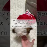 【育犬ノイローゼ】育犬ノイローゼになりやすい人の特徴　#puppy #子犬のいる生活 #しつけ