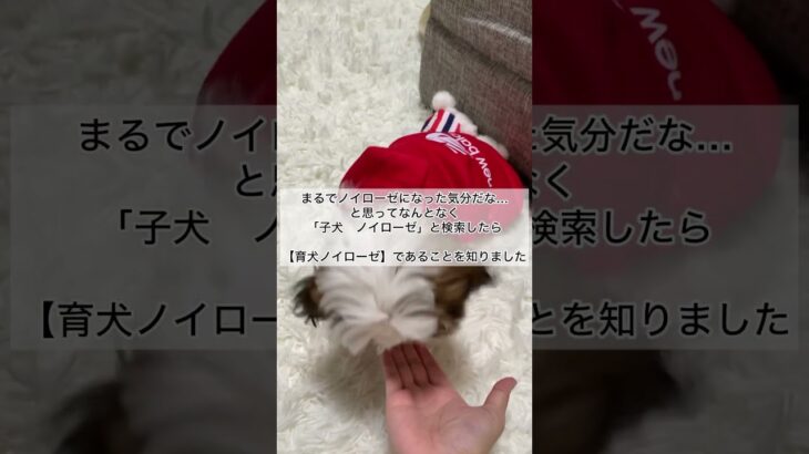 【育犬ノイローゼ】育犬ノイローゼになりやすい人の特徴　#puppy #子犬のいる生活 #しつけ