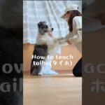 【中級トリック】taiho(タイホ) クリッカーを使用した教え方　#犬#ボーダーコリー #しつけ#クリッカー#犬芸#dog#bordercollie#tricks