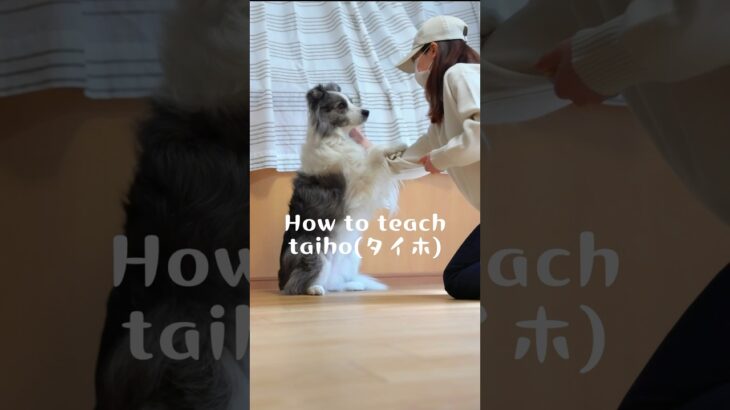 【中級トリック】taiho(タイホ) クリッカーを使用した教え方　#犬#ボーダーコリー #しつけ#クリッカー#犬芸#dog#bordercollie#tricks