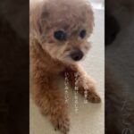 #犬のしつけ #いぬの気持ち