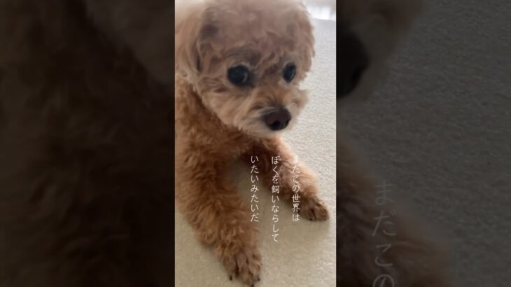 #犬のしつけ #いぬの気持ち