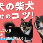 柴犬の育て方のコツ！成犬の柴犬ってどうやって育てればいいの？【イヌバーシティマガジン】