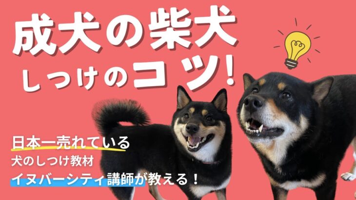 柴犬の育て方のコツ！成犬の柴犬ってどうやって育てればいいの？【イヌバーシティマガジン】