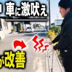 【犬のしつけ】愛犬の散歩中の吠えをドッグトレーナーが実践改善【トレーニング】