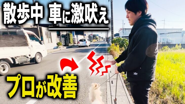 【犬のしつけ】愛犬の散歩中の吠えをドッグトレーナーが実践改善【トレーニング】