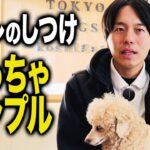 とにかくコレだけやって！犬のトイレしつけの極意【ドッグトレーナー解説】