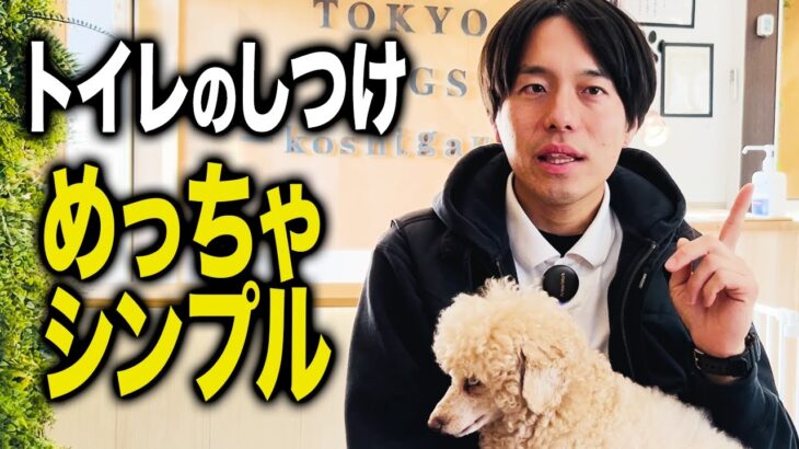 とにかくコレだけやって！犬のトイレしつけの極意【ドッグトレーナー解説】