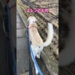 #ラブラドール #保護犬 #大型犬 #散歩 犬のしつけ