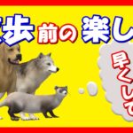 散歩前はいつも〇〇してます！小型犬（トイプードル）の散歩前の楽しみ。