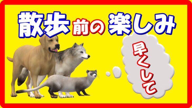 散歩前はいつも〇〇してます！小型犬（トイプードル）の散歩前の楽しみ。