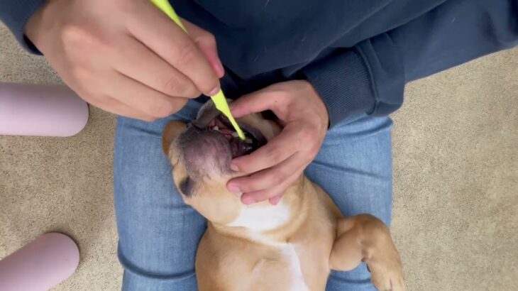 犬の幼稚園 レオくんとトレーニング