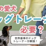 【犬のしつけ】プロと一緒に育てて、もっと愛犬と幸せな生活【ドッグトレーナー】