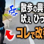 【犬しつけ】ラブラドールの散歩の興奮、吠え、ひっぱり…ドッグトレーナーが実践しつけ【トレーニング】