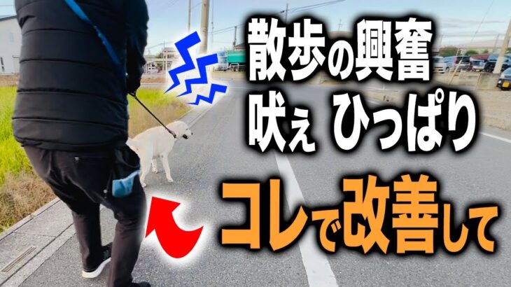 【犬しつけ】ラブラドールの散歩の興奮、吠え、ひっぱり…ドッグトレーナーが実践しつけ【トレーニング】