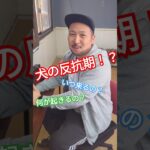 犬の反抗期？どうなる？#いぬのいる生活 #しつけ #ドッグトレーナー #反抗期