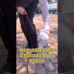 ひょこひょこ走る子犬さんのお散歩トレーニング