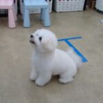 犬の幼稚園 ロージーちゃんとトレーニング