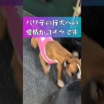 #パワ子 ば #ドッグファイト  #ドッグトレーナー  #犬のしつけ  #ドッグトレーニング  #愛犬  #ボクサー犬