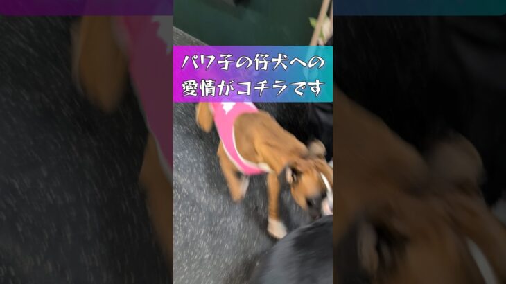 #パワ子 ば #ドッグファイト  #ドッグトレーナー  #犬のしつけ  #ドッグトレーニング  #愛犬  #ボクサー犬