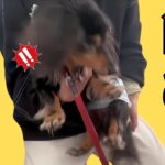 【実践練習】【高齢犬】抱きかかえようとすると噛みつかれそうになるワンちゃんの練習動画！【犬 しつけ 噛む】