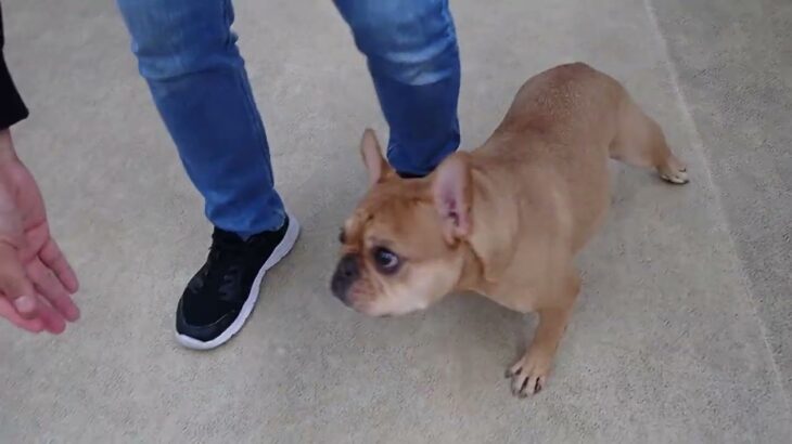 犬の幼稚園 レオくんとトレーニング