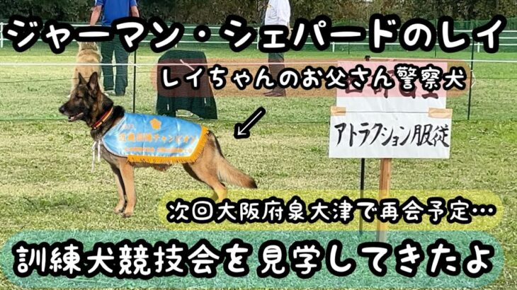 訓練犬競技会を見学してきたよ　ジャーマン・シェパードのレイ