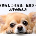 犬の基本的なしつけ方法：お座り・待て・お手の教え方