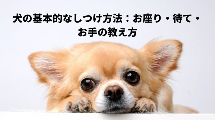 犬の基本的なしつけ方法：お座り・待て・お手の教え方