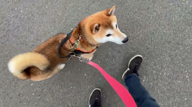 柴犬の”シンバくん”と”散歩トレーニング”！