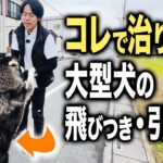 【犬しつけ】大型犬の散歩での飛びつき・引っ張りのお悩みはコレで治ります！