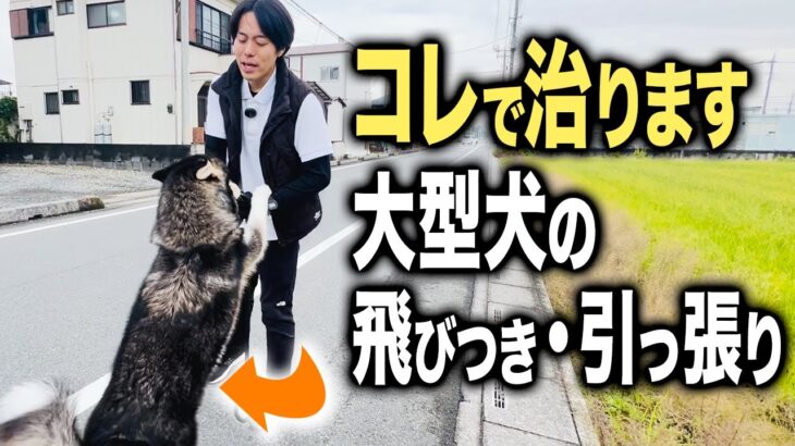 【犬しつけ】大型犬の散歩での飛びつき・引っ張りのお悩みはコレで治ります！