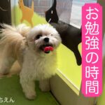 【犬の幼稚園】時々基礎トレーニング！！