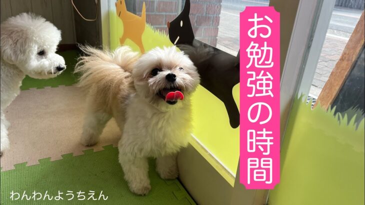 【犬の幼稚園】時々基礎トレーニング！！