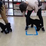 犬の幼稚園 かいくん＆ペペくんとトレーニング